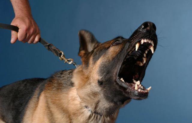 Что делать, если укусила собака: порядок действий, как возместить вред, куда обращаться