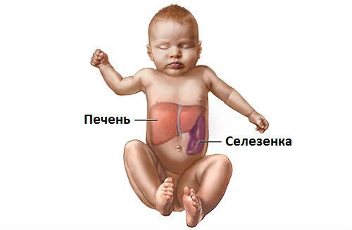 Печень и селезенка