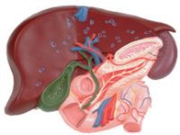 Желчный пузырь