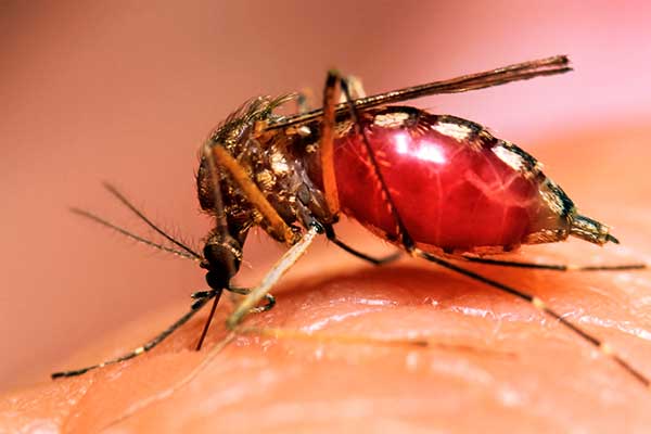 Комариные укусы