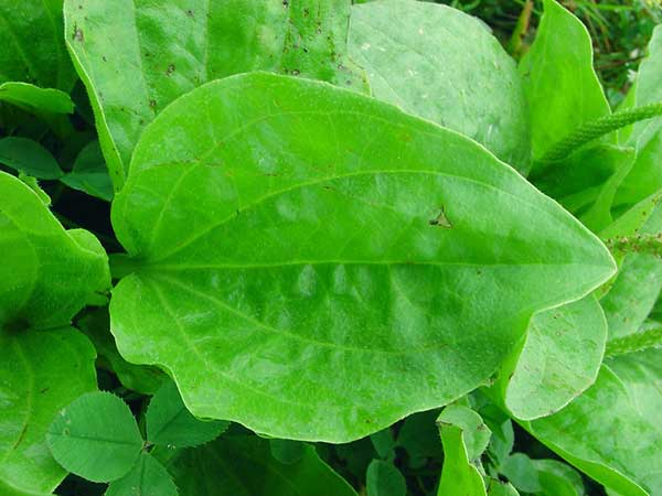 Аллергия на укус мошки: что делать, лечение отека