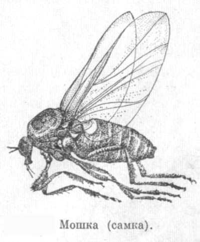 самка комара