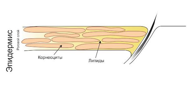 Роговой слой Роговой слой