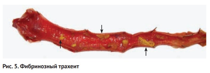 рис 5 рис 5.jpg