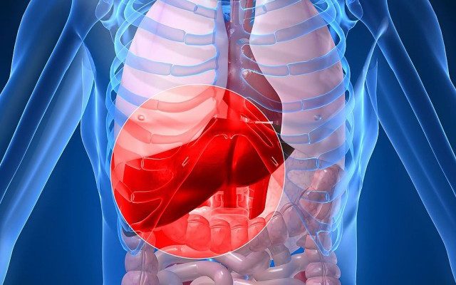 печень_1-640x640