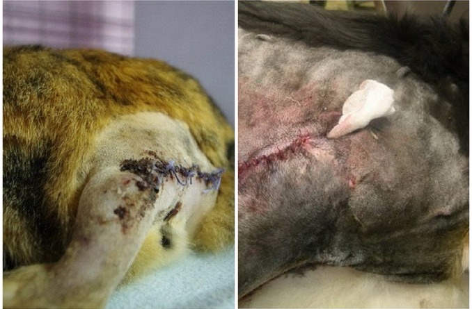 рана у собак