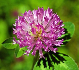 Иллюстрация 1 Иллюстрация 1