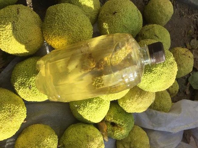 настойка маклюры