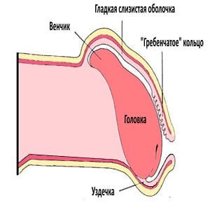 Как уменьшить чувствительность головки полового члена