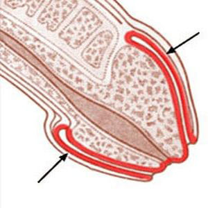 Как уменьшить чувствительность головки полового члена