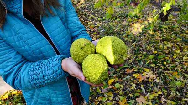 Заготовка маклюры Заготовка маклюры