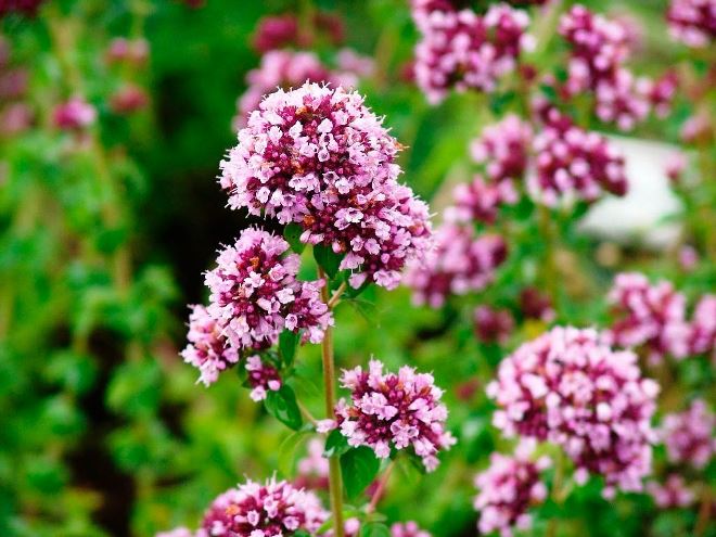 Польза и вред мяты для потенции и почему ее нельзя употреблять парням