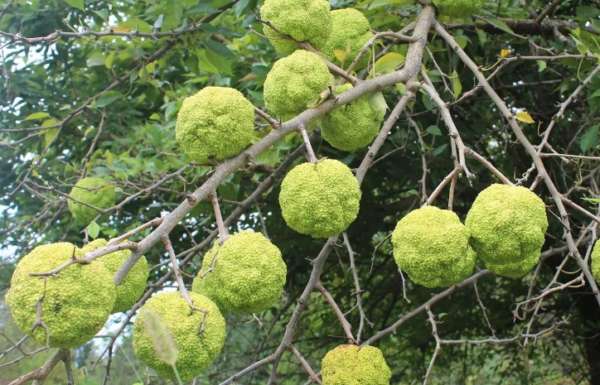 маклюра на дереве