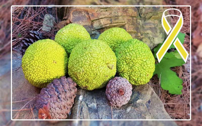 Применение адамова яблока при онкологии