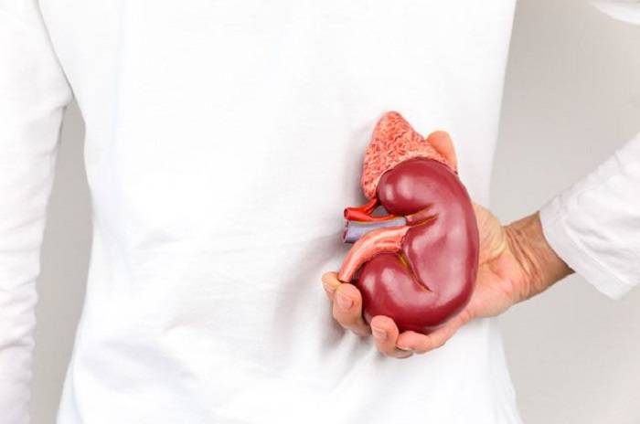 До скольки лет растут у человека руки, ноги и органы