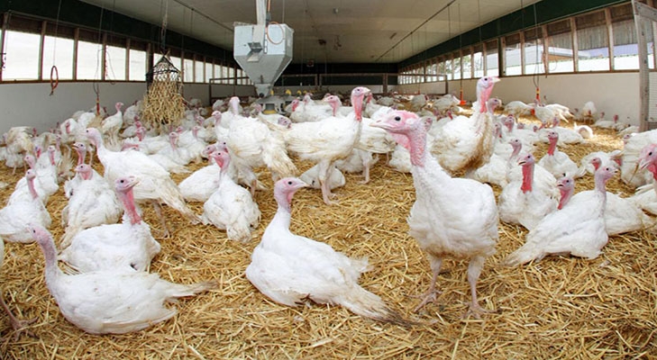 Индюки в птичнике