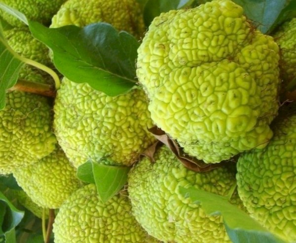 Необычный плод маклюры