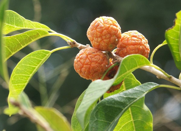 Фрукт маклюра