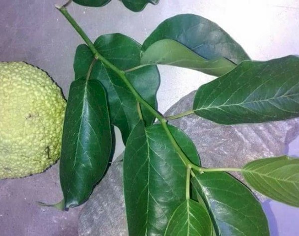 Филиал Маклура