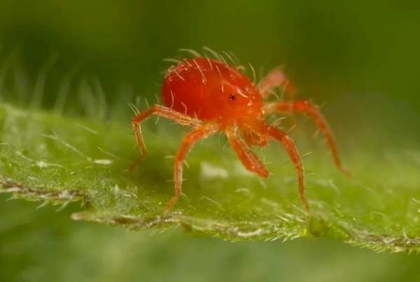 Паутинный клещ