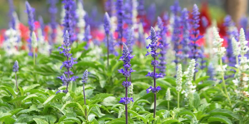 Семена чиа: польза и вред, как правильно употреблять