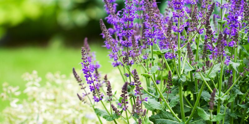 Семена чиа: польза и вред, как правильно употреблять