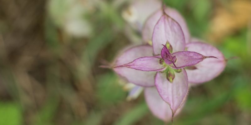 Семена чиа: польза и вред, как правильно употреблять