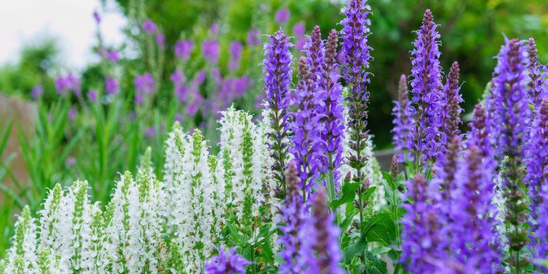 Семена чиа: польза и вред, как правильно употреблять