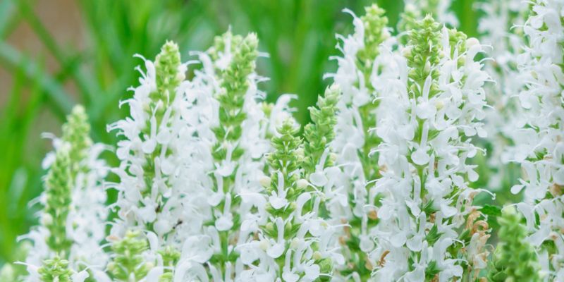 Семена чиа: польза и вред, как правильно употреблять