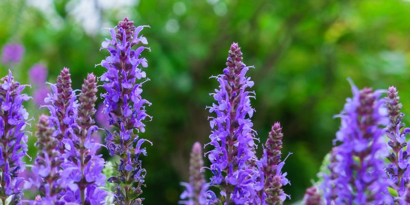 Семена чиа: польза и вред, как правильно употреблять