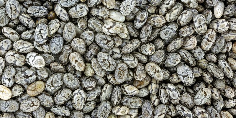 Семена чиа: польза и вред, как правильно употреблять