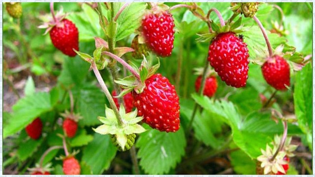 Листья земляники