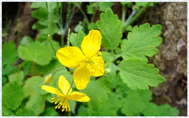 Аденоиды: причины, симптомы, лечение без операции