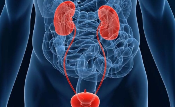 Симптомы и лечение кандидозного баланопостита