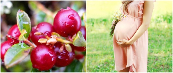 Брусника – незаменимый лекарь во время беременности