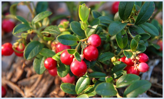 Брусника – незаменимый лекарь во время беременности