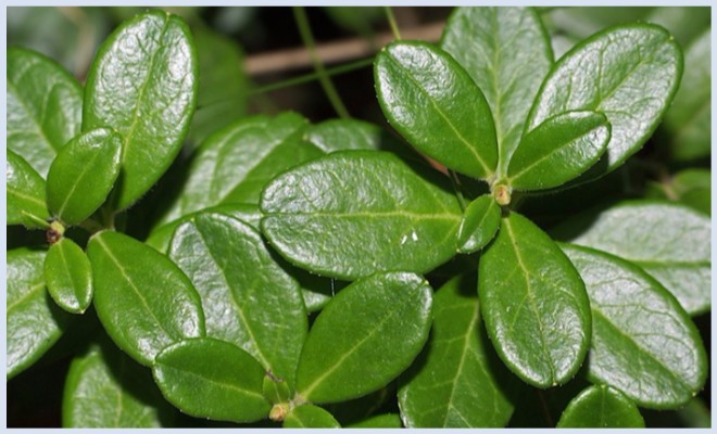 Брусника – незаменимый лекарь во время беременности