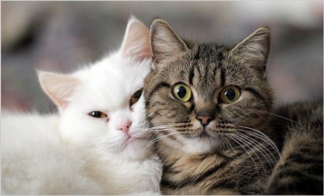 Отек легких у котов и кошек: своевременная диагностики и лечение