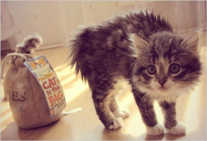 Отек легких у котов и кошек: своевременная диагностики и лечение