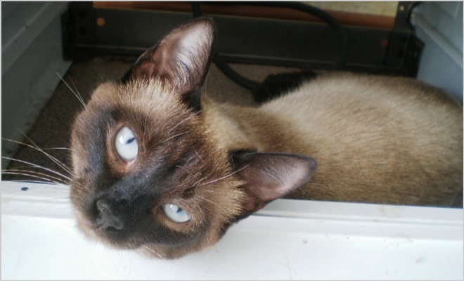 Отек легких у котов и кошек: своевременная диагностики и лечение