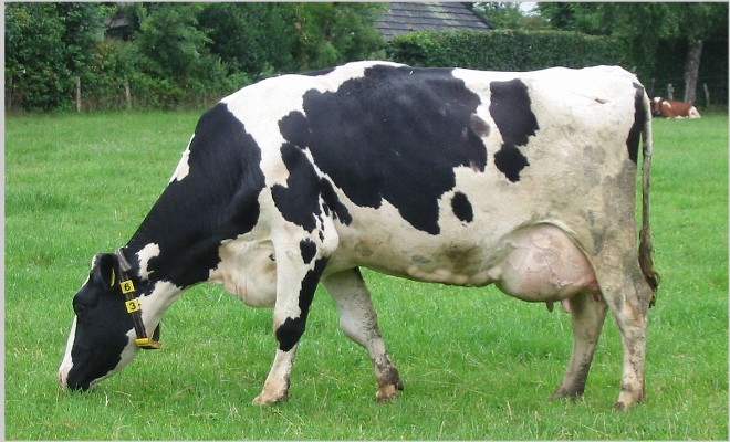 Опасность отека вымени у коров после отела