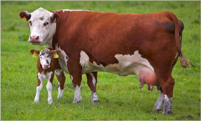 Опасность отека вымени у коров после отела