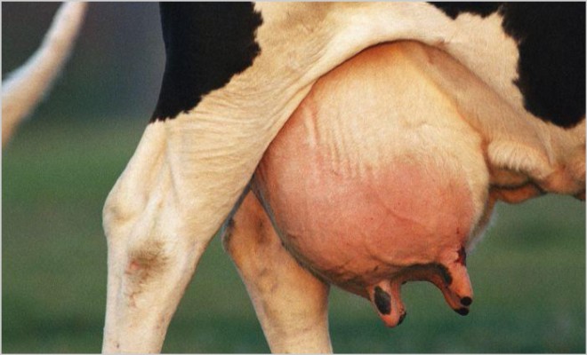 Опасность отека вымени у коров после отела