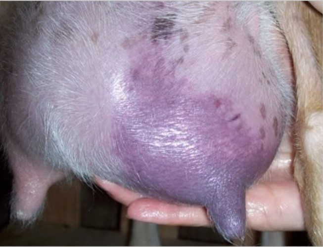 Опасность отека вымени у коров после отела