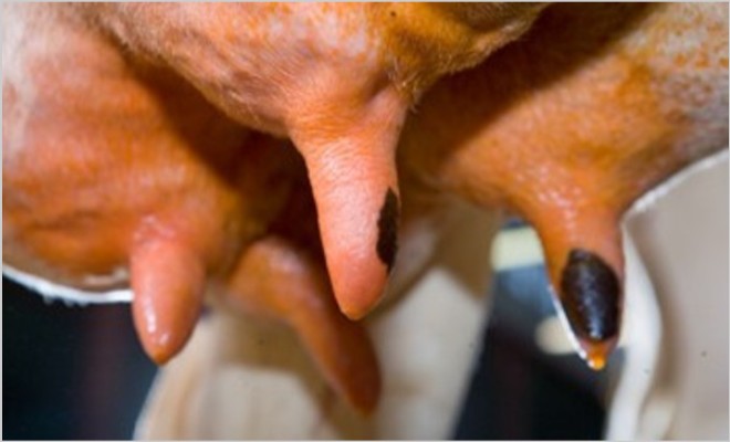 Опасность отека вымени у коров после отела