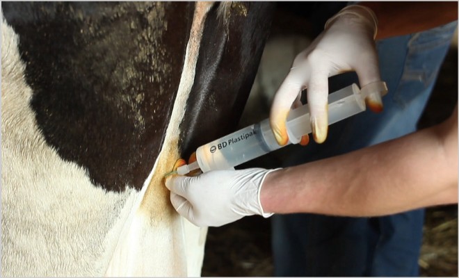 Опасность отека вымени у коров после отела