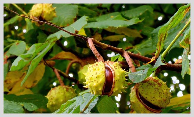 Народные рецепты, эффективные в лечении варикоза