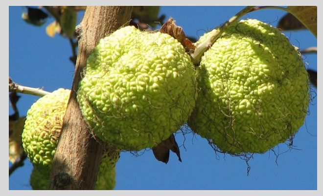 Народные рецепты, эффективные в лечении варикоза