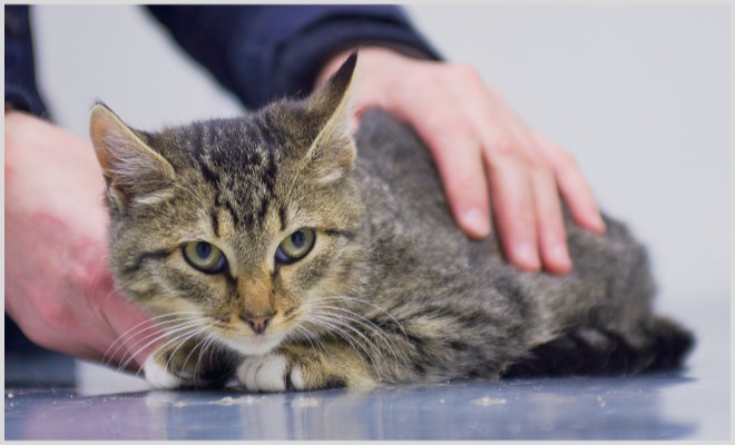 Почему у кошек и котов распухают лапы