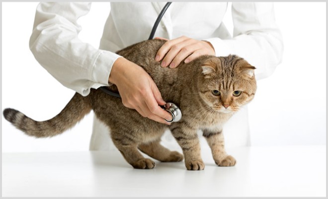 Почему у кошек и котов распухают лапы